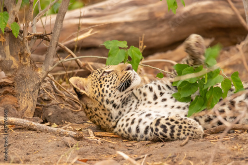 young leopard plays with leaves