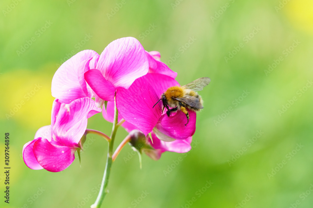 Common Carder Bee (Bombus pascuorum), taken in the UK Common Carder Bee (Bombus pascuorum), taken in the UK