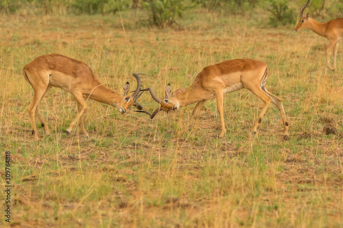 Impala fight for leadership