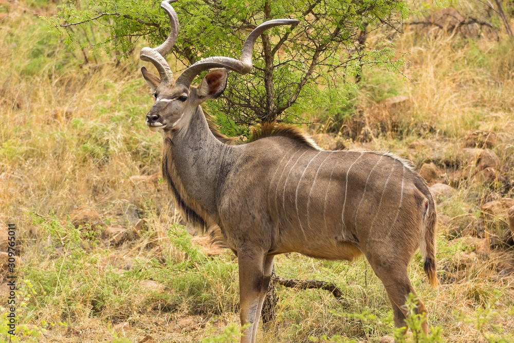 Kudu second largest antelope in Africa