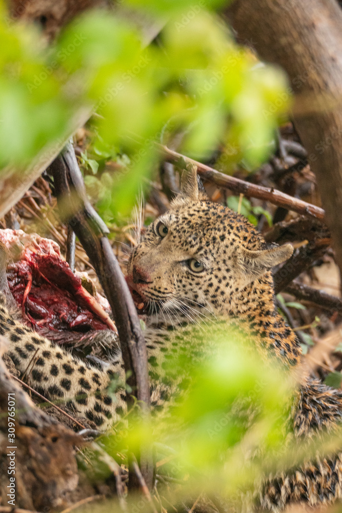 Leopard is eaten in the hiding place