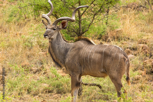 Kudu second largest antelope in Africa