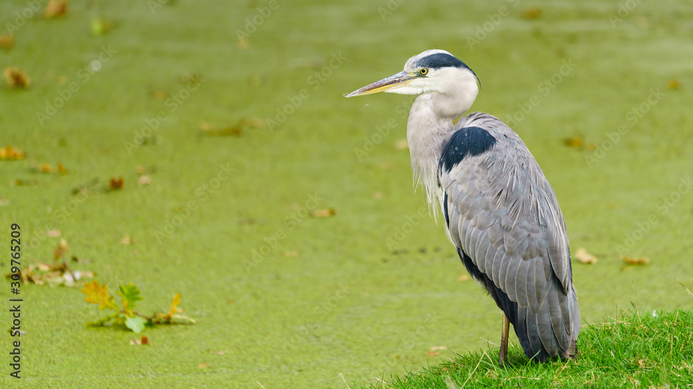Fototapeta premium Grey Heron (Ardea cinerea)