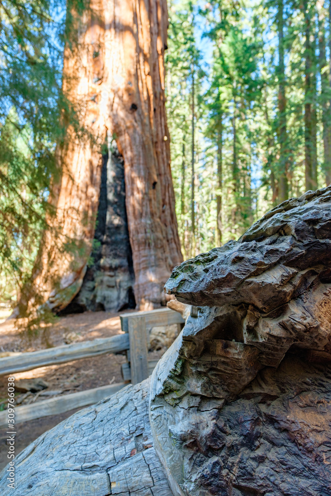 Sequoia National Park in California, USA Sequoia National Park in California, USA