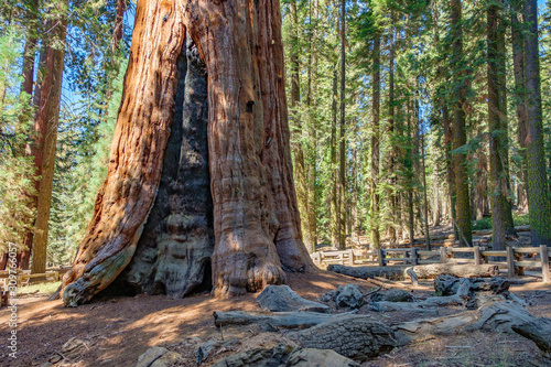 Sequoia National Park in California, USA