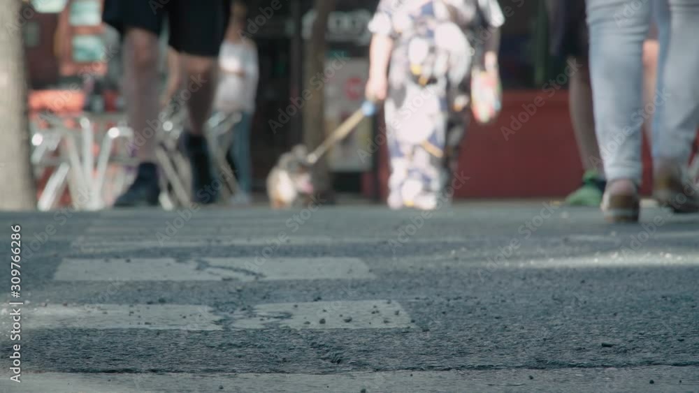 People and Dog Crossing Street at Crosswalk, Close Up of Feet People and Dog Crossing Street at Crosswalk, Close Up of Feet