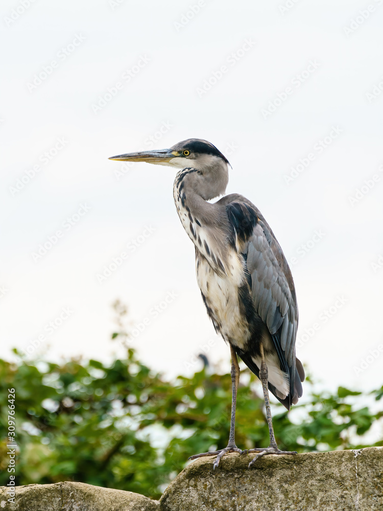 Obraz premium Grey Heron (Ardea cinerea), taken in UK