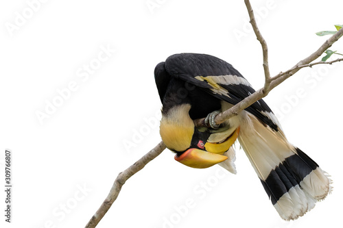 Great hornbill on branch on the White Blackground
