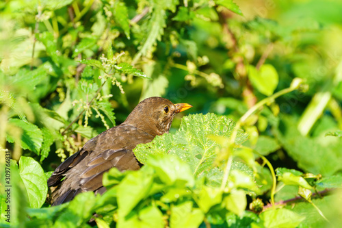 Blackbird (Turdus merula), taken in the UK © Chris