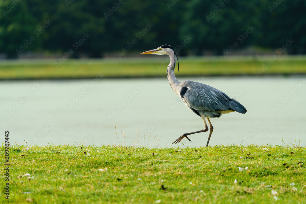 Fototapeta premium Grey Heron (Ardea cinerea), taken in UK