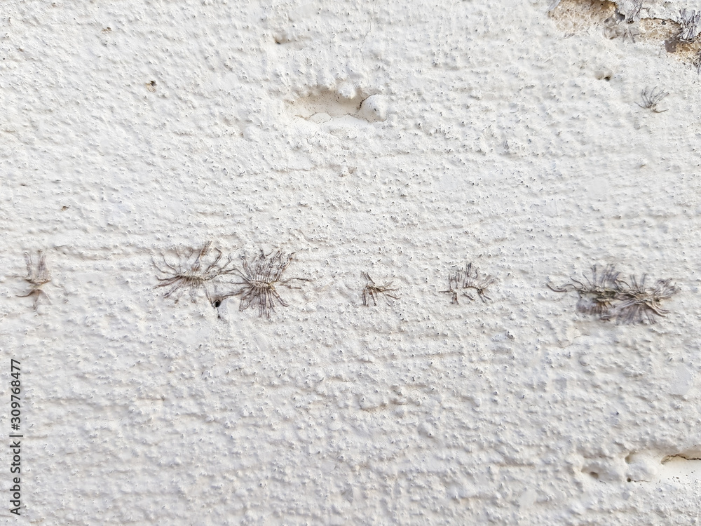 A white wall with plant roots on it A white wall with plant roots on it