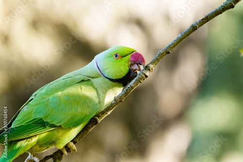 Ring-necked parakeet (Psittacula krameri) perched on small branch,in the UK