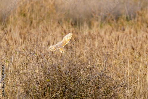 Barn owl (Tyto alba) in flight taken in England