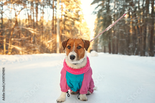 Jack Russell Terrier dog in the winter outdoors.