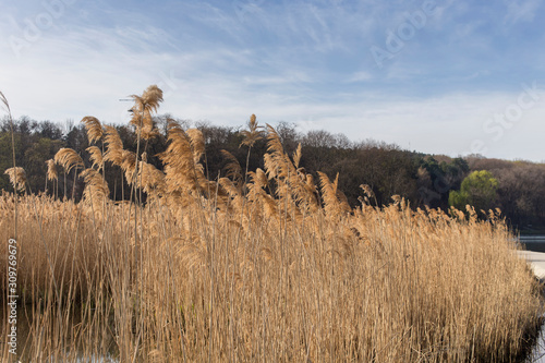Beautiful landscape on the reeds.