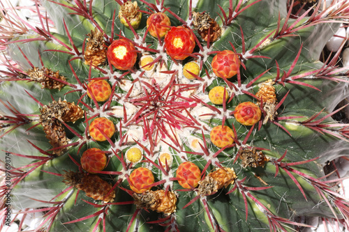 KAKTUS ferocactus piliferus photo