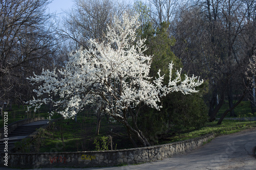 Delicate flowers of a cherry tree.