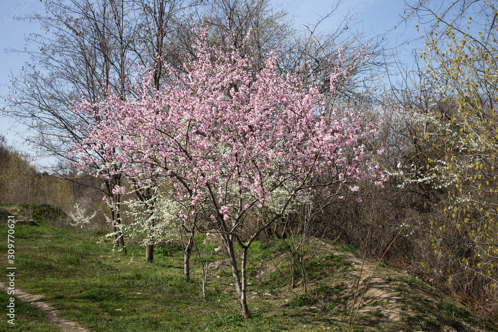 Beautiful pink trees in the park. Beautiful pink trees in the park.