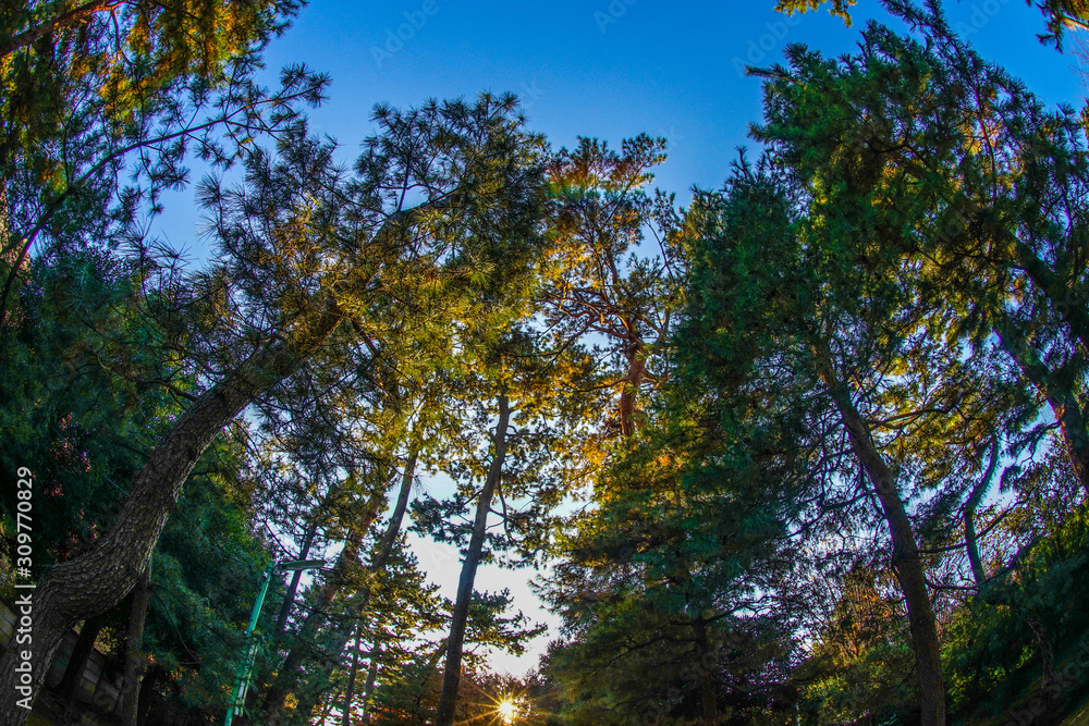 Fototapeta premium 世田谷城跡の紅葉