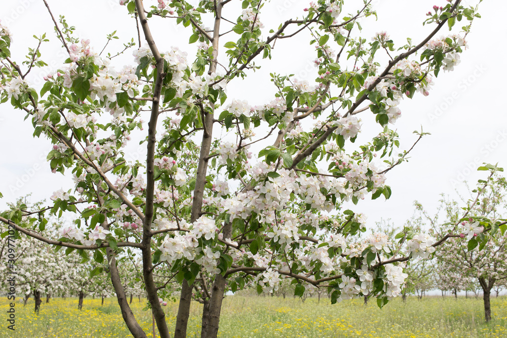 Fototapeta premium Delicate flowers of a cherry tree.