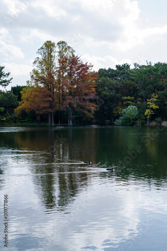 秋の服部緑地・山ヶ池の風景 