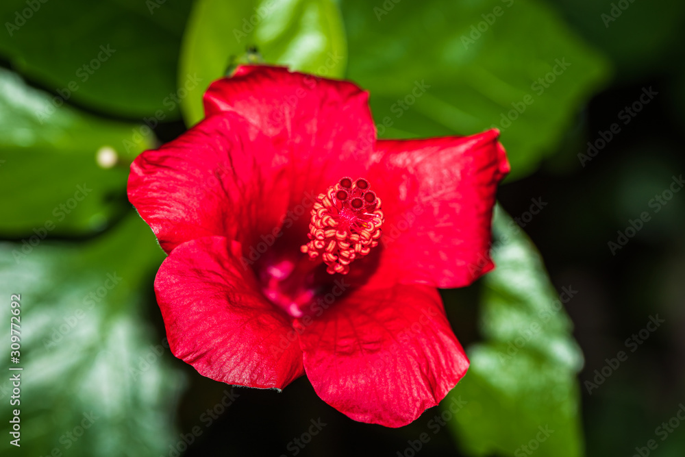 Red Mallows close-up. Rose mallow or Hibiscus flowering plant, red flower fully opened