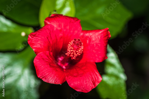 Red Mallows close-up. Rose mallow or Hibiscus flowering plant, red flower ful...