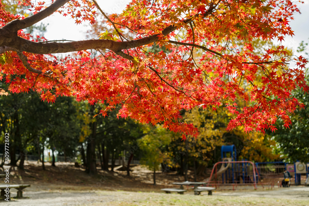 服部緑地の紅葉 服部緑地の紅葉