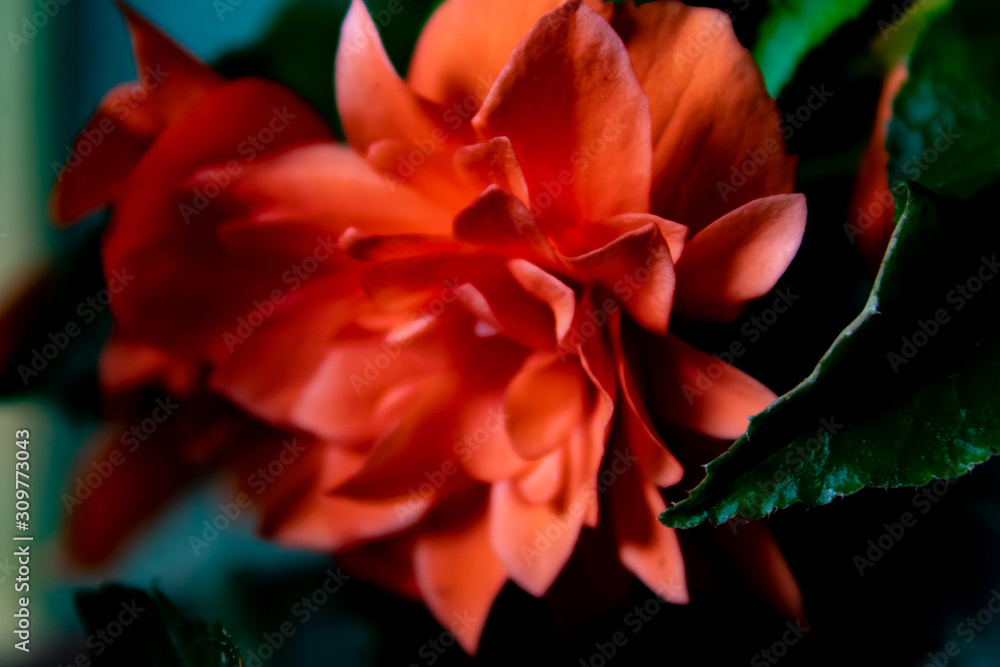 Hängebegonie (Begonia-Tuberhybrida-Pendula) Hängebegonie (Begonia-Tuberhybrida-Pendula)
