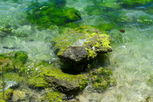 Green algae on a rock in the middle of the sea