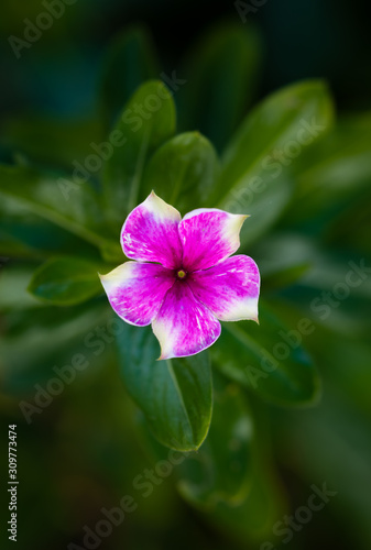 Close-up rose periwinkle flower. Also known as Catharanthus, Cayenne Jasmine or Madagascar Periwinkle. Dense green leafs in the background.