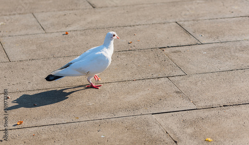 White dove walks on the ground. White dove under lateral light.