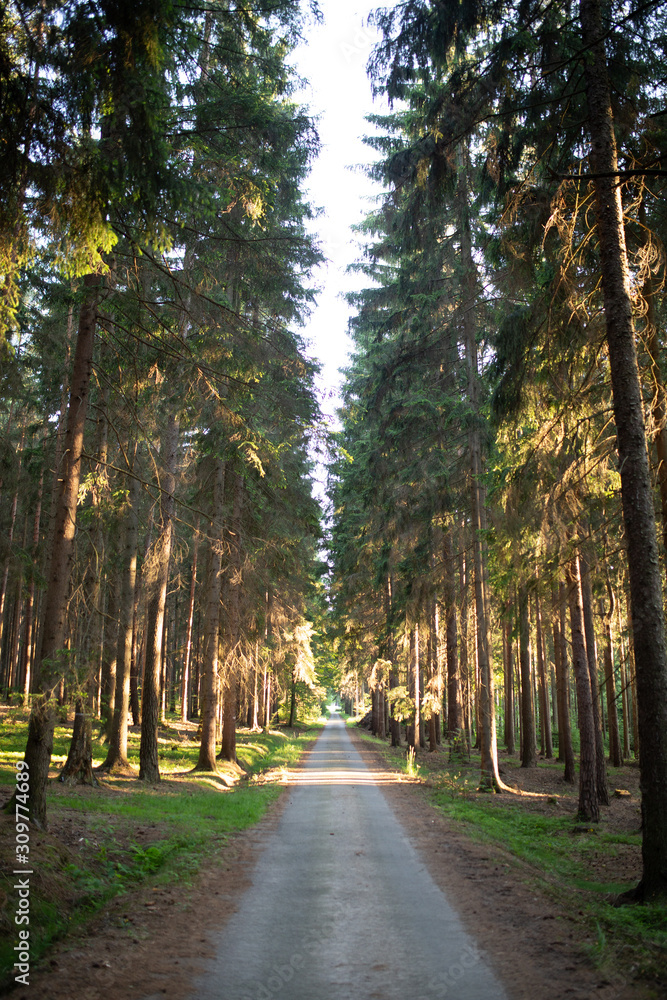 Lonely road deep in the forest full of morning light Lonely road deep in the forest full of morning light