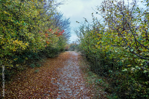 Road in autumn. Mistic foggy morning. Coloured leaves in ground.