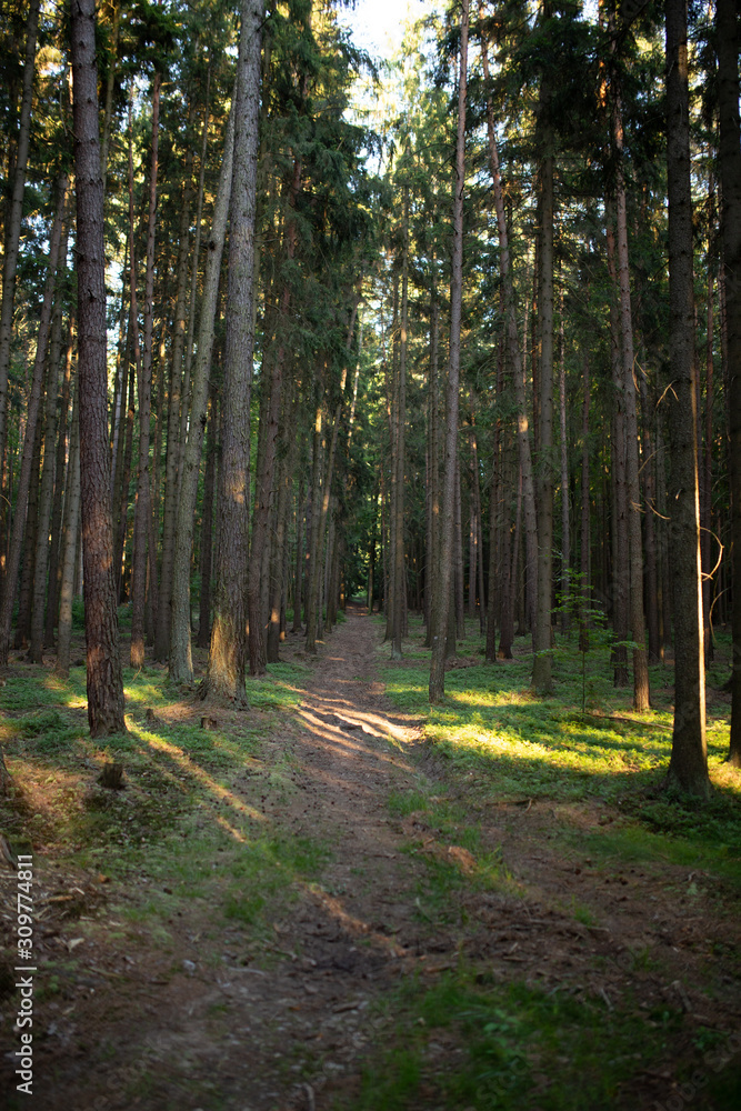 Obraz premium Forest path deep in nature