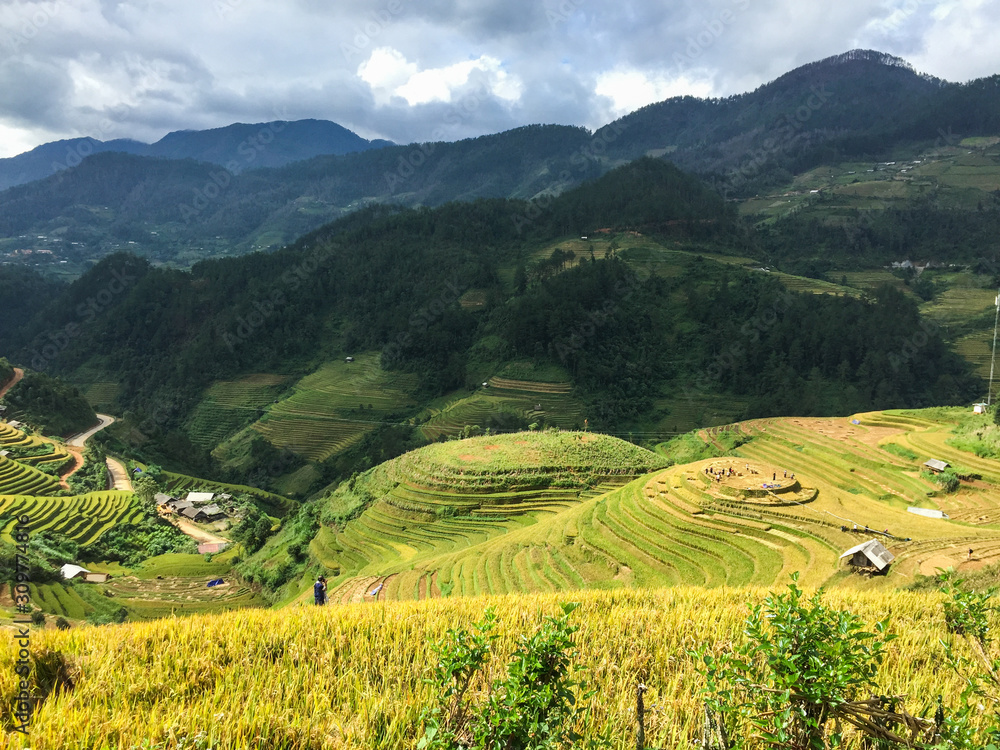 Terraced rice field at yellow valley