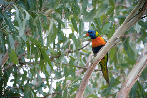 Animals Birds in Queensland Australia Eagleby Wetlands  © Khanh