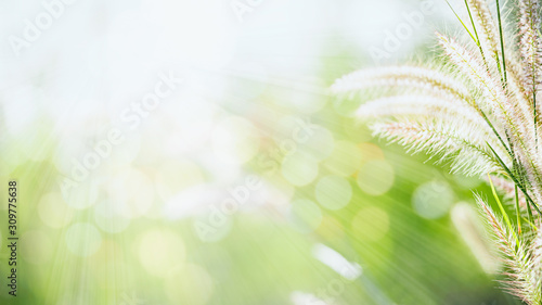 Grass field nature on blurred greenery background. Beautiful leaf texture in sunlight. Natural background. close-up of macro with copy space for text.
