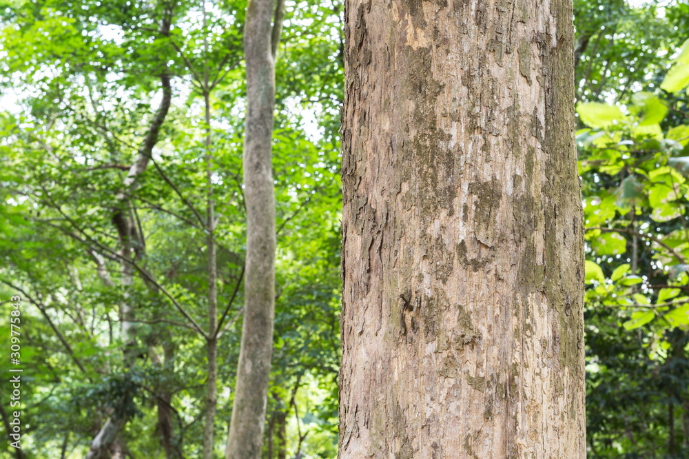 Teak tree in the forest Teak tree in the forest
