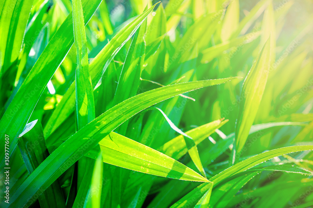 Obraz premium Natural Green Leaf Background