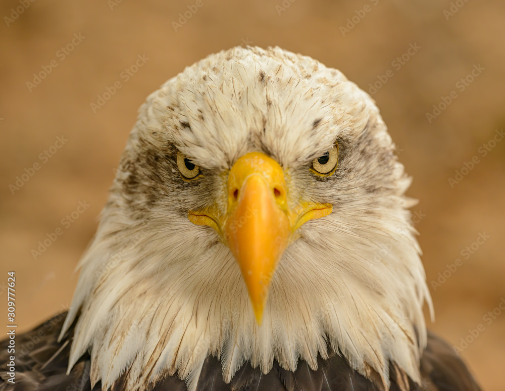 Obraz premium portrait of an bald eagle front