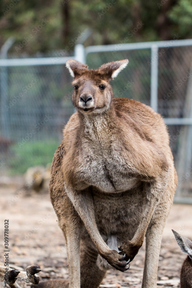 Fototapeta premium kangaroo standing