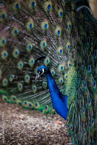 male peacock with open tail 