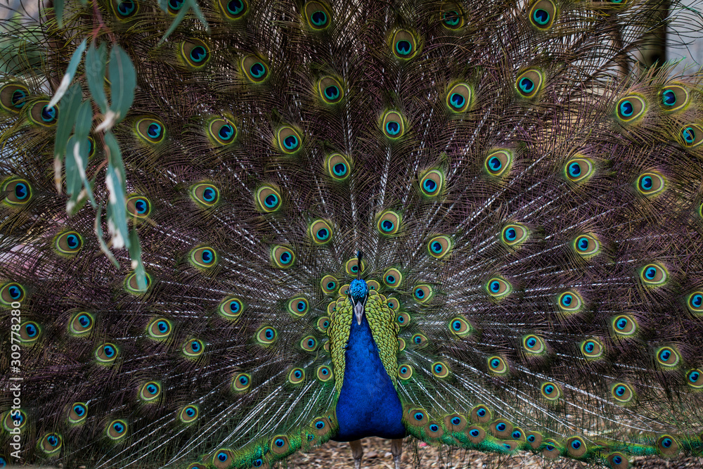 Obraz premium Male peacock with open tail