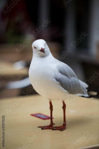 a seagull