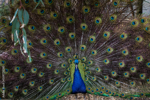 Male peacock with open tail
