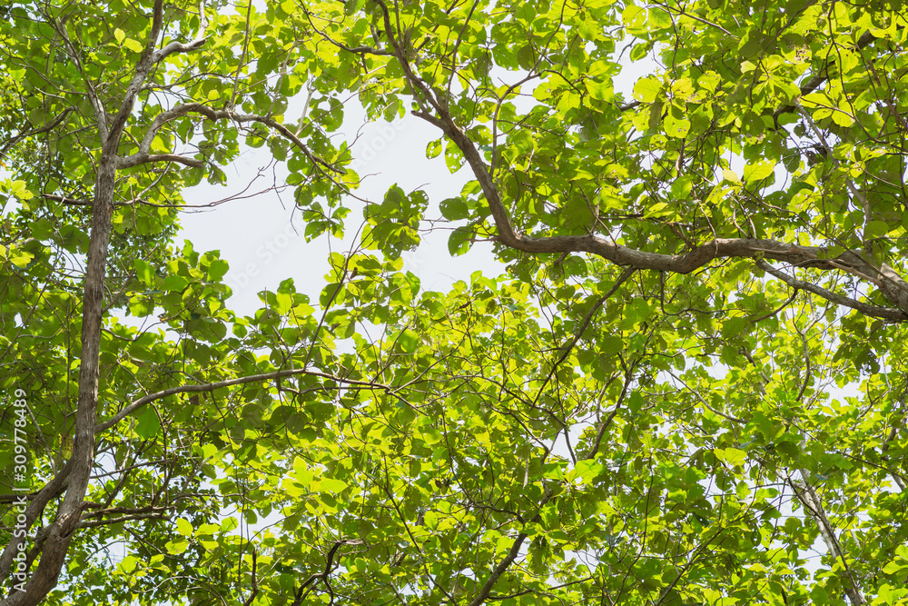 Low angle view of Teakwood tree branch and leaf as background beautiful Low angle view of Teakwood tree branch and leaf as background beautiful