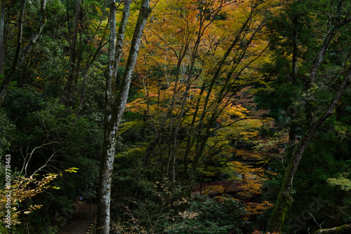 石段のある薄暗い山林の風景