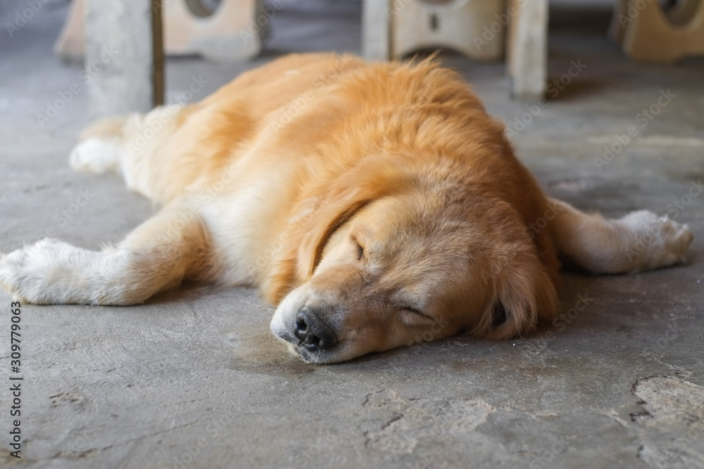 Dog Golden Retriever is happily lying on the cement floor. Dog Golden Retriever is happily lying on the cement floor.