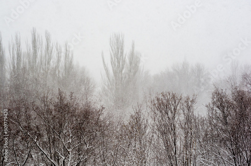 Winter urban frosty landscape - snow covered trees on foggy background